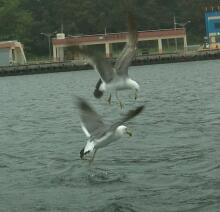 IMG500-1.jpg