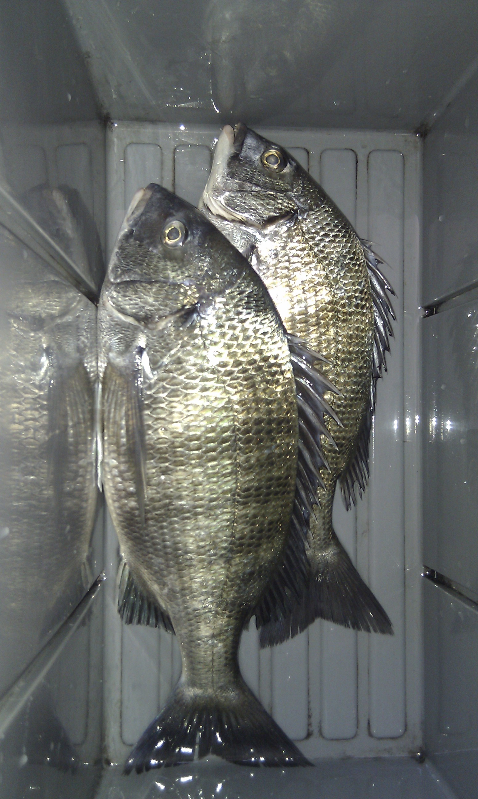 IMG_20120512_122439.jpg